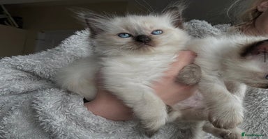 Ragdoll cats - Advert 10