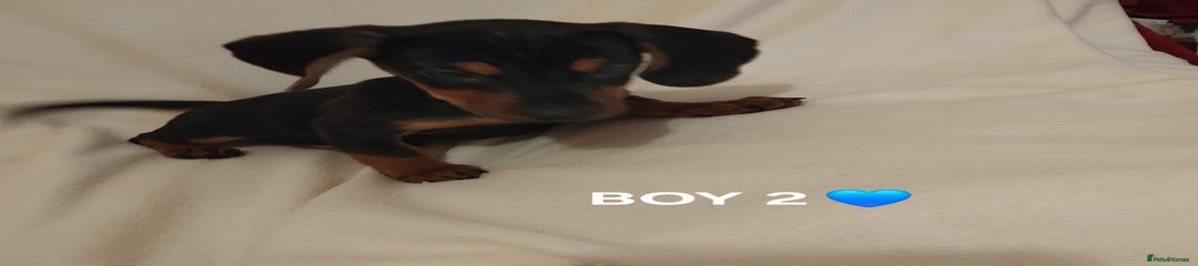 Dachshund Puppy 2