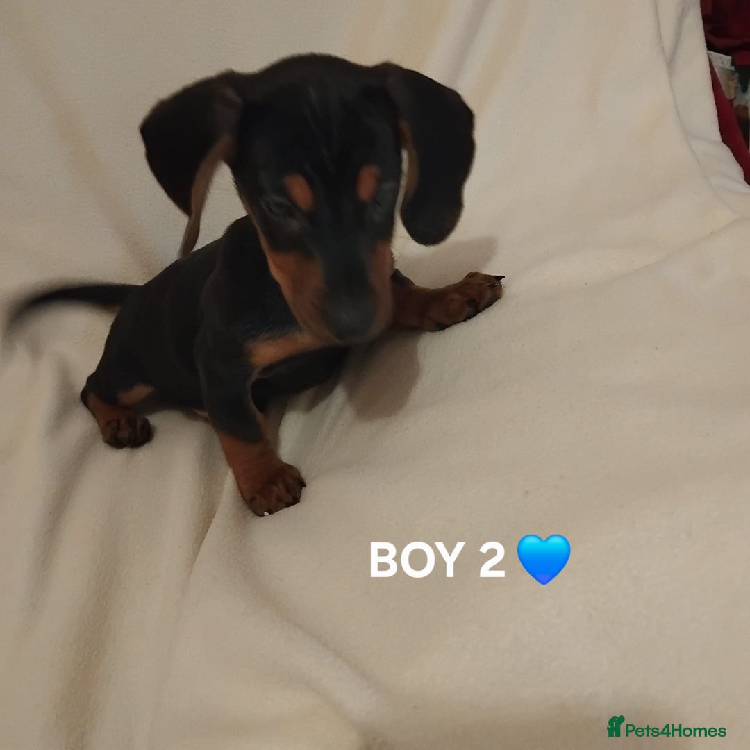 Dachshund dogs for sale: Pedigree miniature dachshunds - Image 12