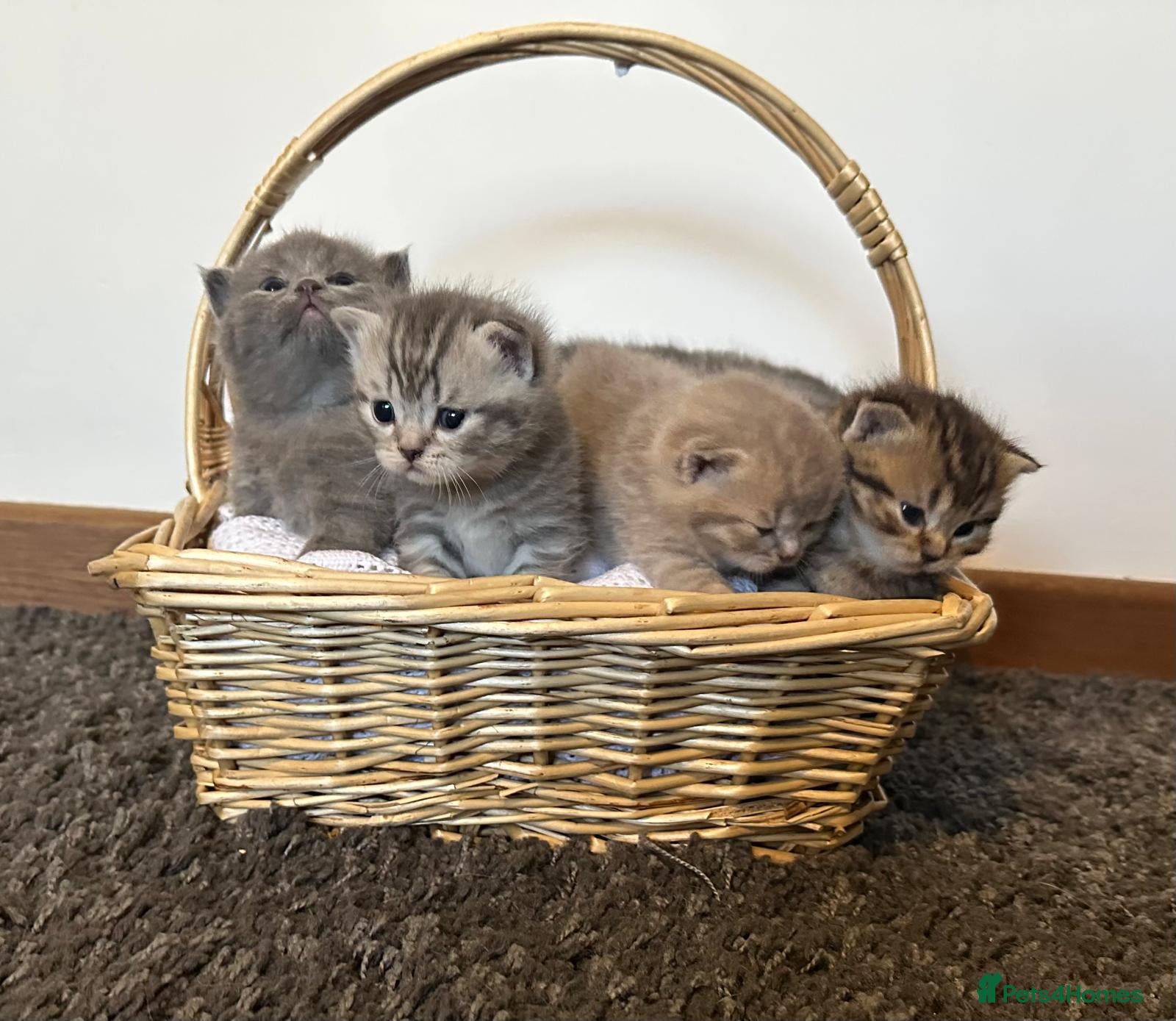 British Shorthair cats Pure BSH kittens for sale - Advert 1