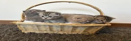 British Shorthair cats for sale: Pure BSH kittens for sale - Advert 1