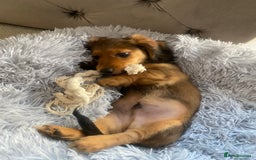 Miniature Dachshund dogs for sale: Long haired dachshund  - Image 6