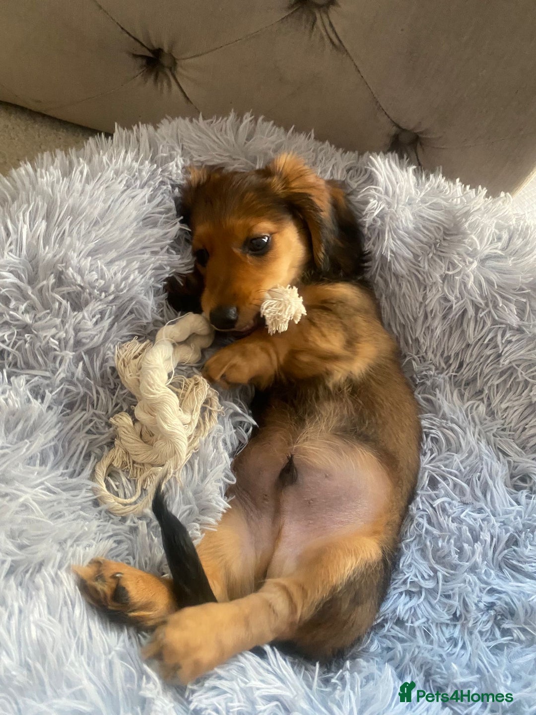 Miniature Dachshund dogs for sale: Long haired dachshund  - Image 6