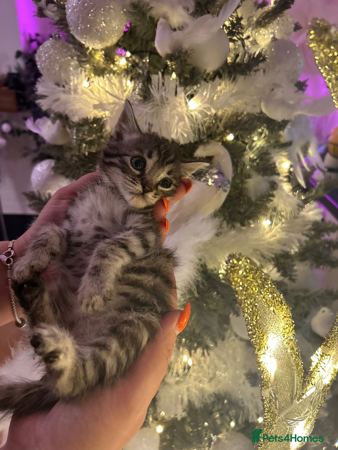 Egyptian Mau cats for sale: TICA REG SNOW SILVER & SMOKE EGYPTIAN MAU X BENGAL - Advert 2