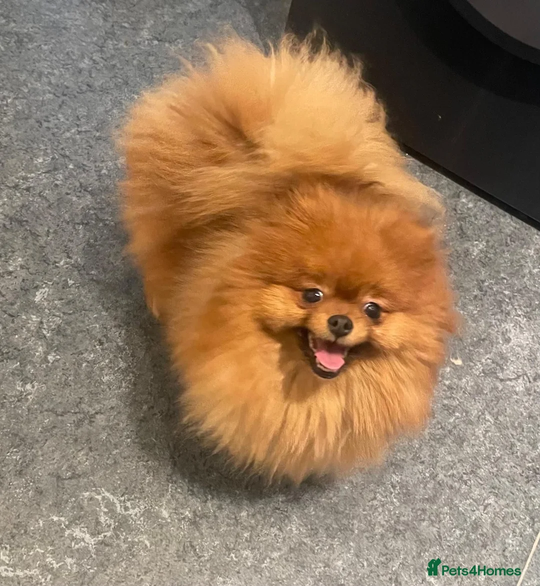 Pomeranian dogs for sale: Beautiful Male Pomeranian 🐾 - Advert 4