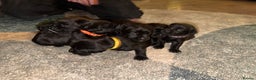 Labrador Retriever dogs for sale: Labrador X Boxerdore puppies  - Advert 29