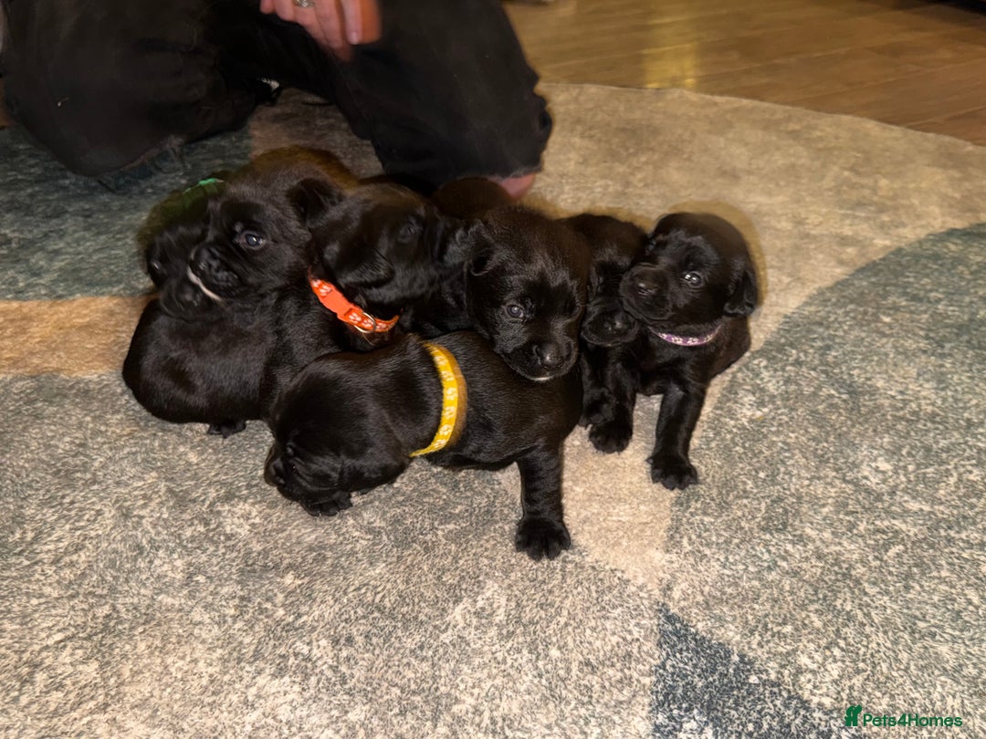 Labrador Retriever dogs for sale: Labrador X Boxerdore puppies  - Advert 29