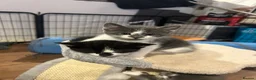 Mixed Breed cats for sale: Playful kittens for sale - Advert 30