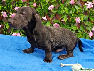 Miniature Dachshund dogs FULLY VAX MINI WIRE PRA LAFORA CLEAR - Advert 17