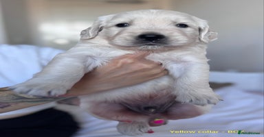 Golden Retriever dogs - Advert 14