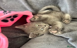 British Shorthair cats for sale: REDUCED!! Pure Breed British Shorthair Kittens - Image 8