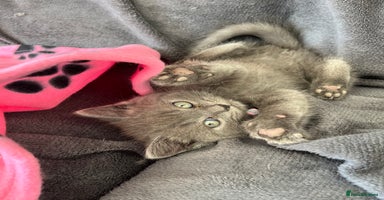 British Shorthair cats - Advert 9