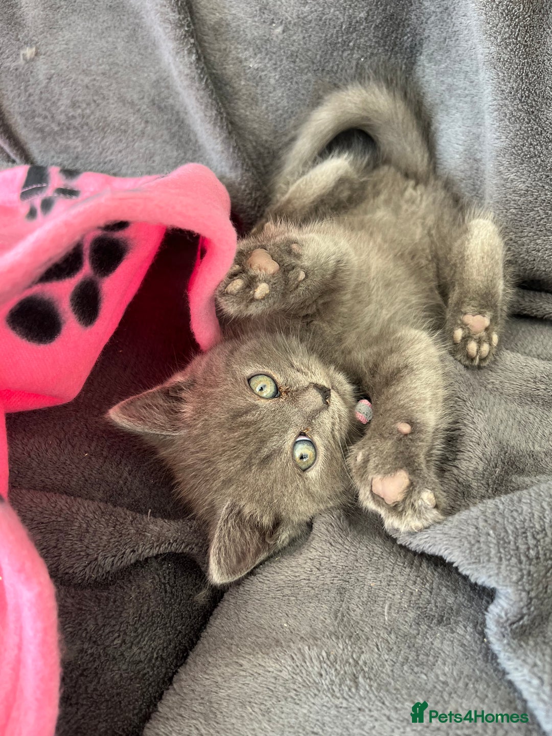 British Shorthair cats for sale: REDUCED!! Pure Breed British Shorthair Kittens - Image 8