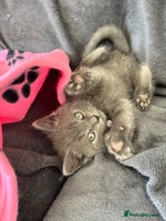 British Shorthair cats - Advert 9