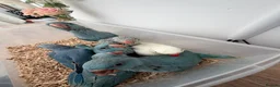 Ringnecks birds for sale: Beautiful Hand-Reared Baby Indian Ringnecks  - Advert 8