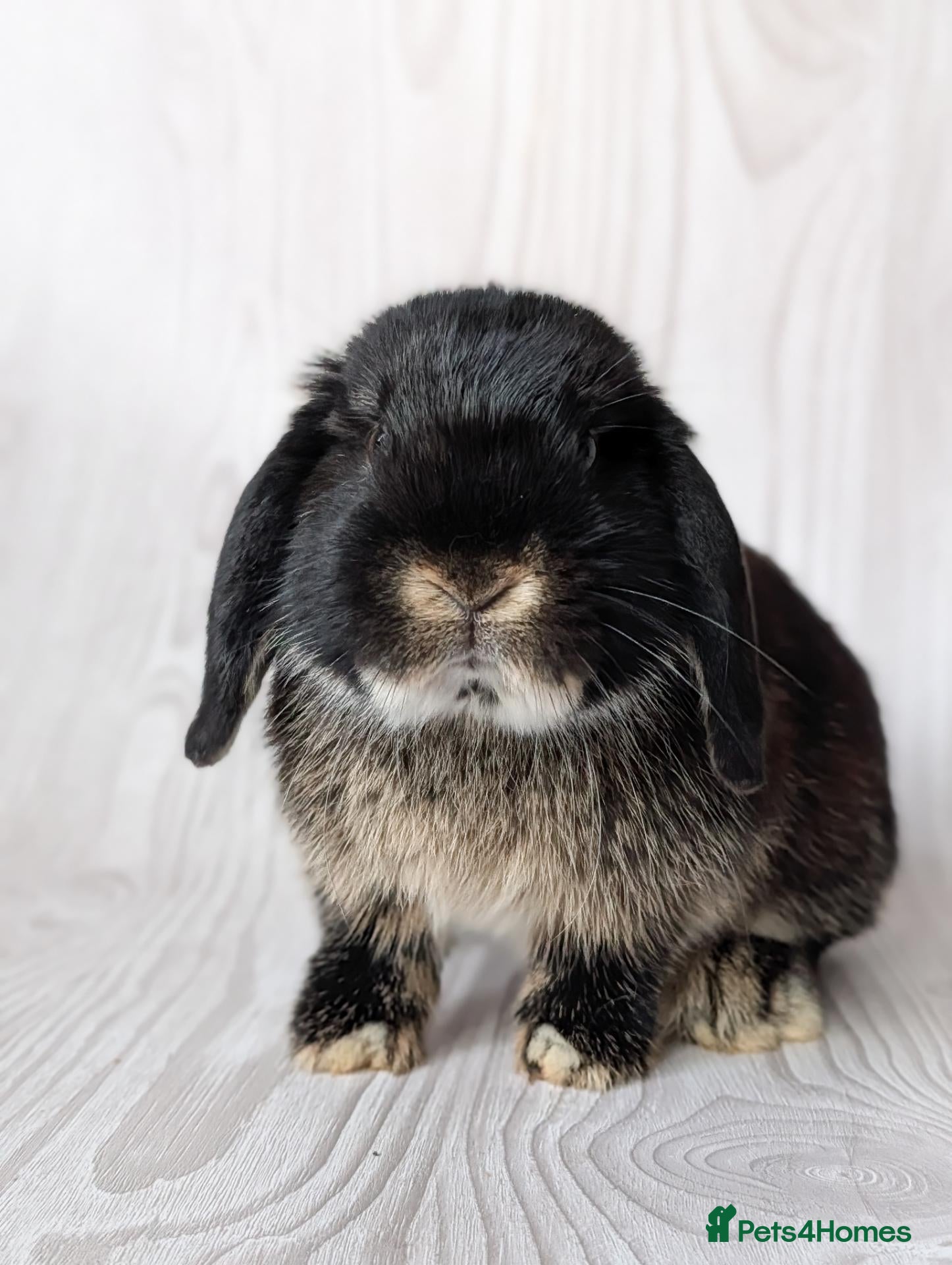 Mini Lop rabbits Black otter buck looking for his forever home🖤 - Advert 1