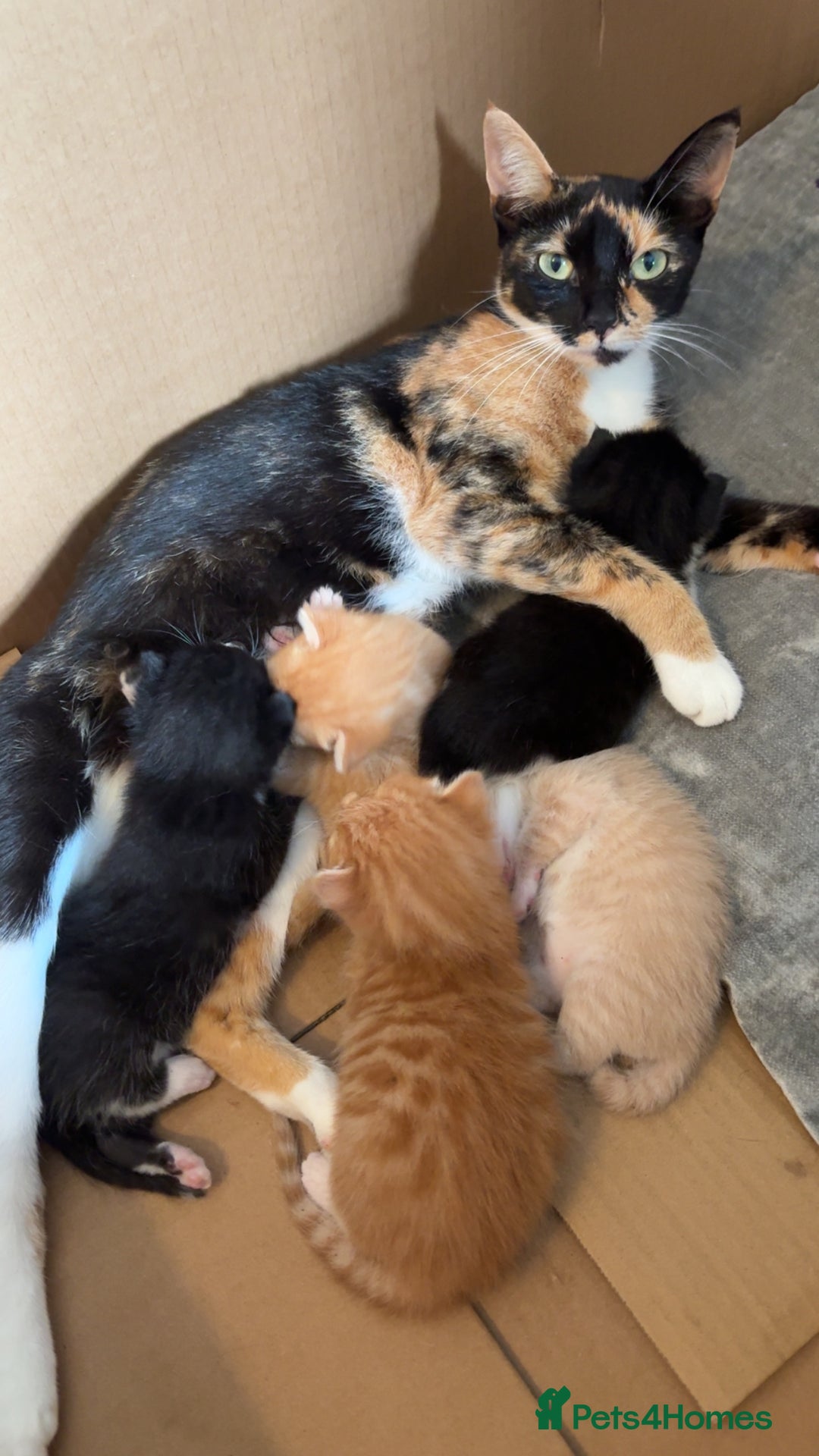 Mixed Breed cats for sale: Beautiful mixed colour kittens  - Image 13