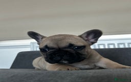 French Bulldog dogs for sale: FrenchAngels 👼🏼🐾 - Image 26