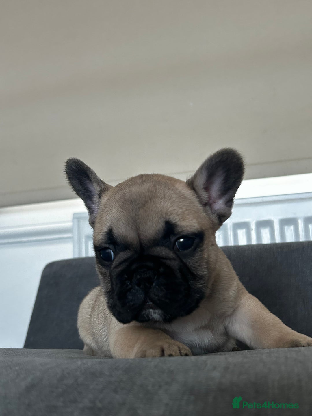 French Bulldog dogs for sale: FrenchAngels 👼🏼🐾 - Image 26
