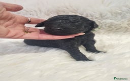 Standard Poodle dogs for sale: Exceptional Health Tested Puppies Due - Advert 35