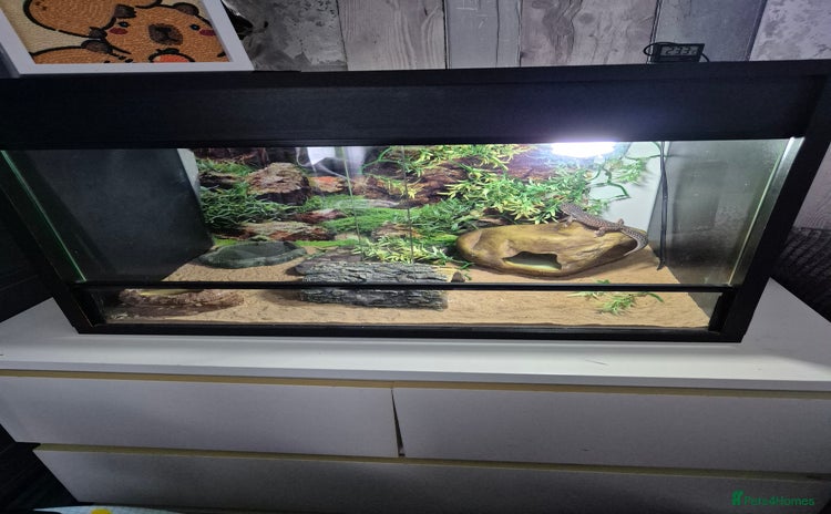 Leopard Gecko reptiles - Advert 7