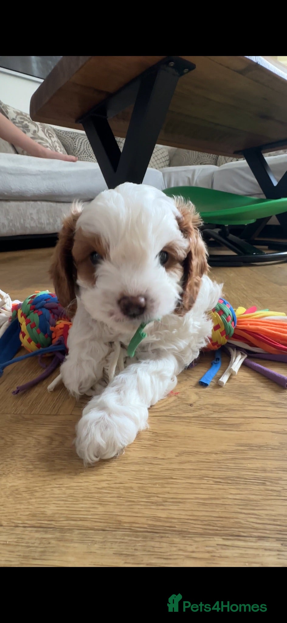 Cavapoo dogs Beautiful Cavapoo Puppies Ready Now - Advert 7