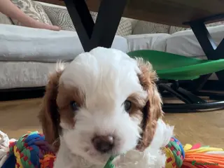 Cavapoo dogs Beautiful Cavapoo Puppies Ready Now - Advert 7
