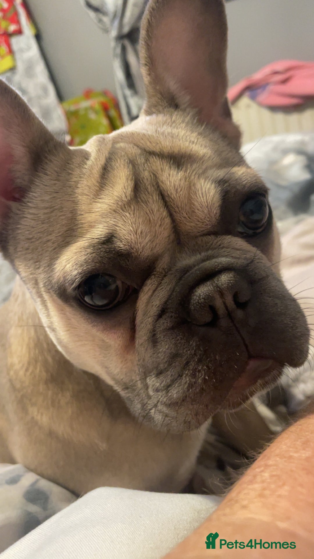 French Bulldog dogs for sale: Female French bulldog  - Advert 2