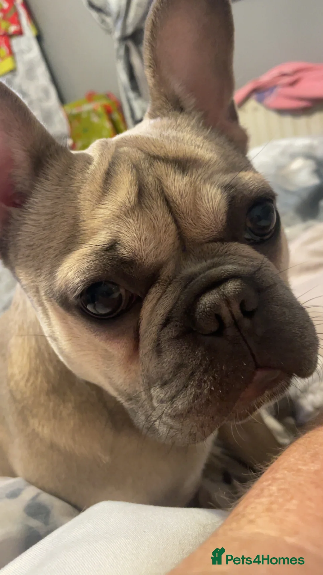 French Bulldog dogs for sale: Female French bulldog  - Advert 2