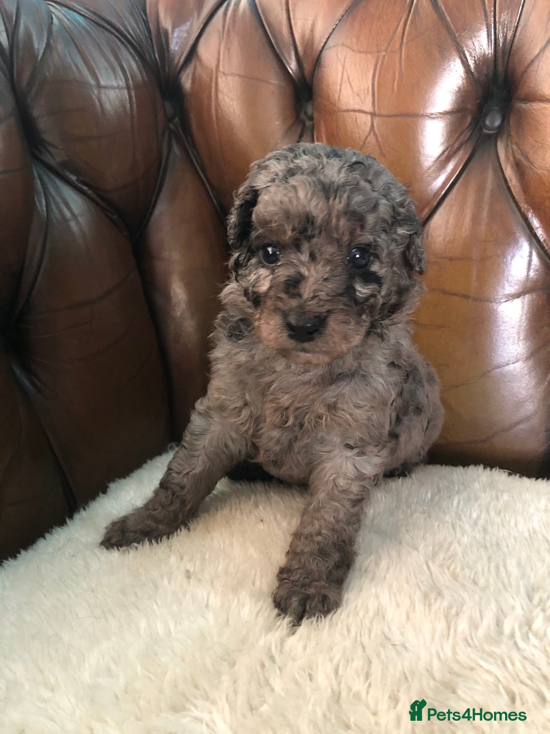 Labradoodle dogs for sale: Miniature Curly-Coated Teddybear Labradoodles  - Advert 6