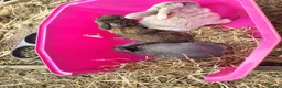 Mixed Breed rabbits for sale: Mixed breed rabbits in Bridgend - Advert 5