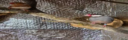 Finches birds for sale: 2 x male java finch - Advert 5