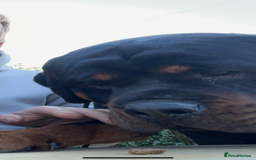 Rottweiler dogs for sale: Kc reg 22 month old Rottweiler male - Image 4
