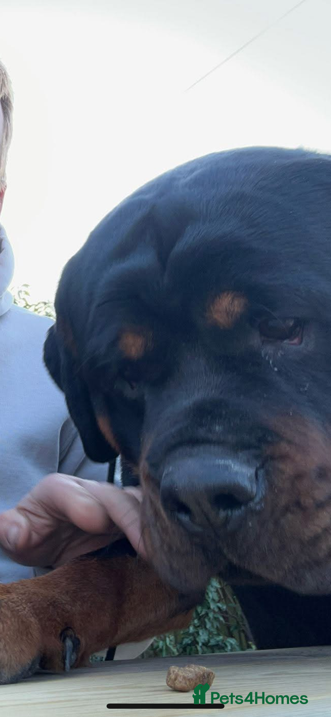 Rottweiler dogs for sale: Kc reg 22 month old Rottweiler male - Image 4