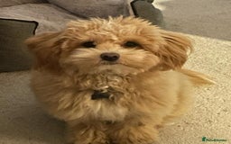Maltipoo dogs for sale: Wait List Open F1 Genuine Toy Maltipoo - Image 4