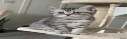 British Shorthair cats for sale: Beautiful silver spotted  tabbies - Advert 13
