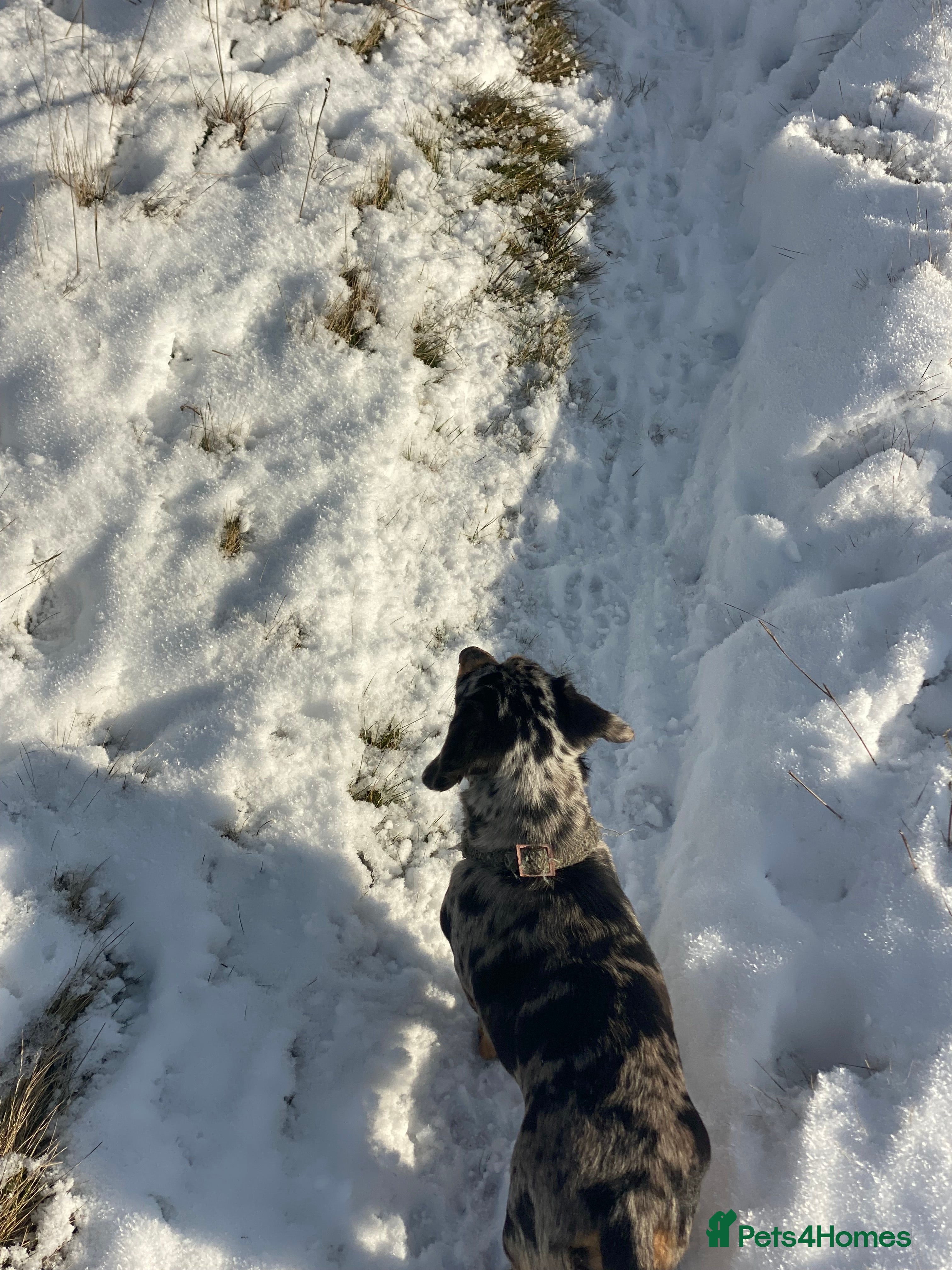 Miniature Dachshund dogs Miniature dachshund silver dapple - Advert 7