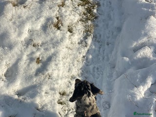 Miniature Dachshund dogs Miniature dachshund silver dapple - Advert 3