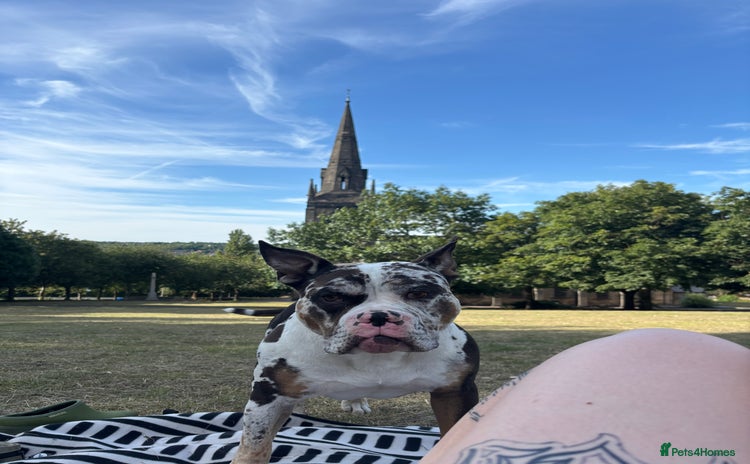 Olde English Bulldogge dogs - Advert 7