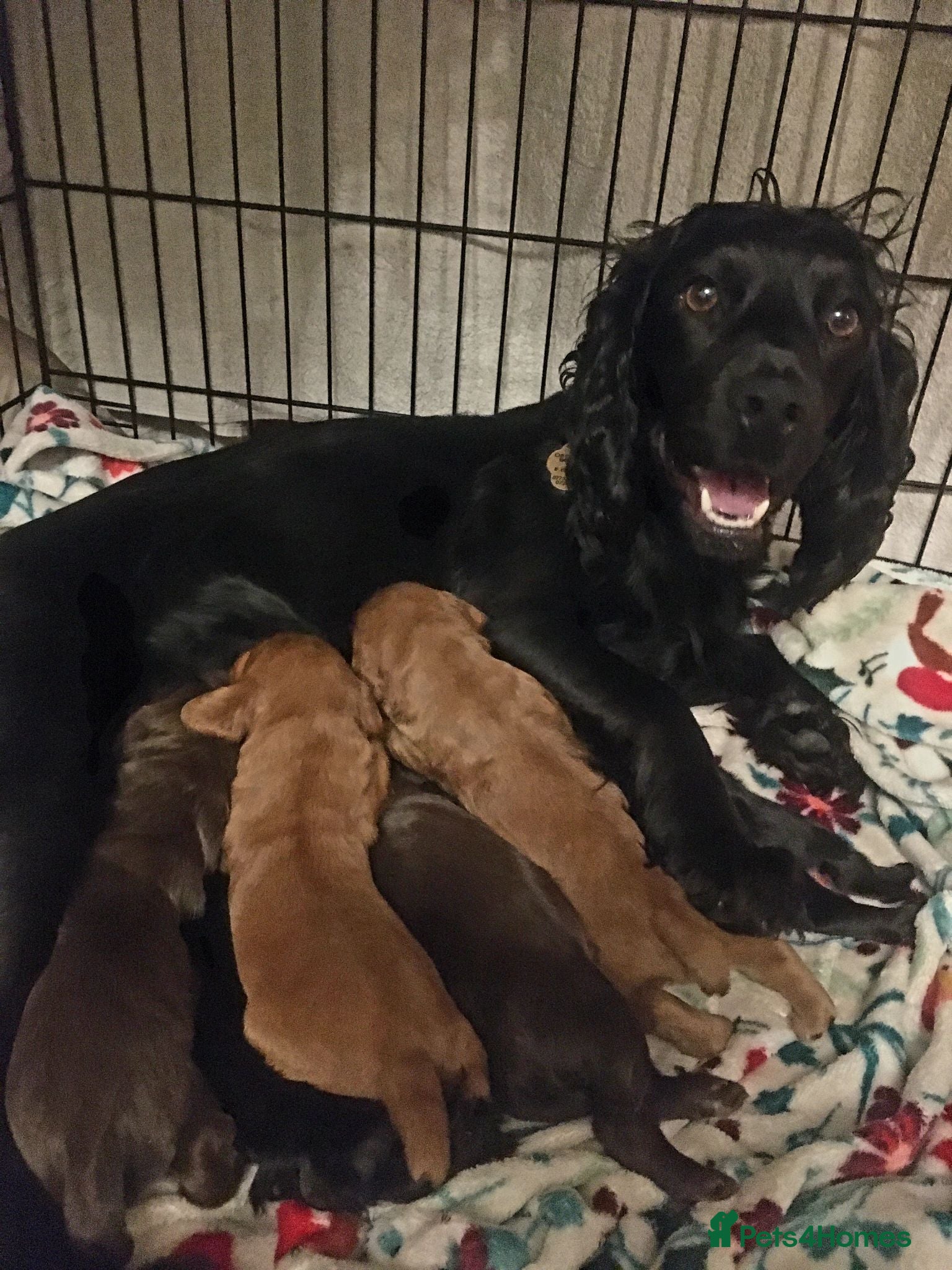 Cocker Spaniel dogs **2 LEFT** KC Reg Chocolate Working Cocker Spaniel - Advert 1