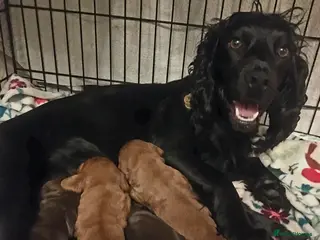 Cocker Spaniel dogs **2 LEFT** KC Reg Chocolate Working Cocker Spaniel - Advert 1
