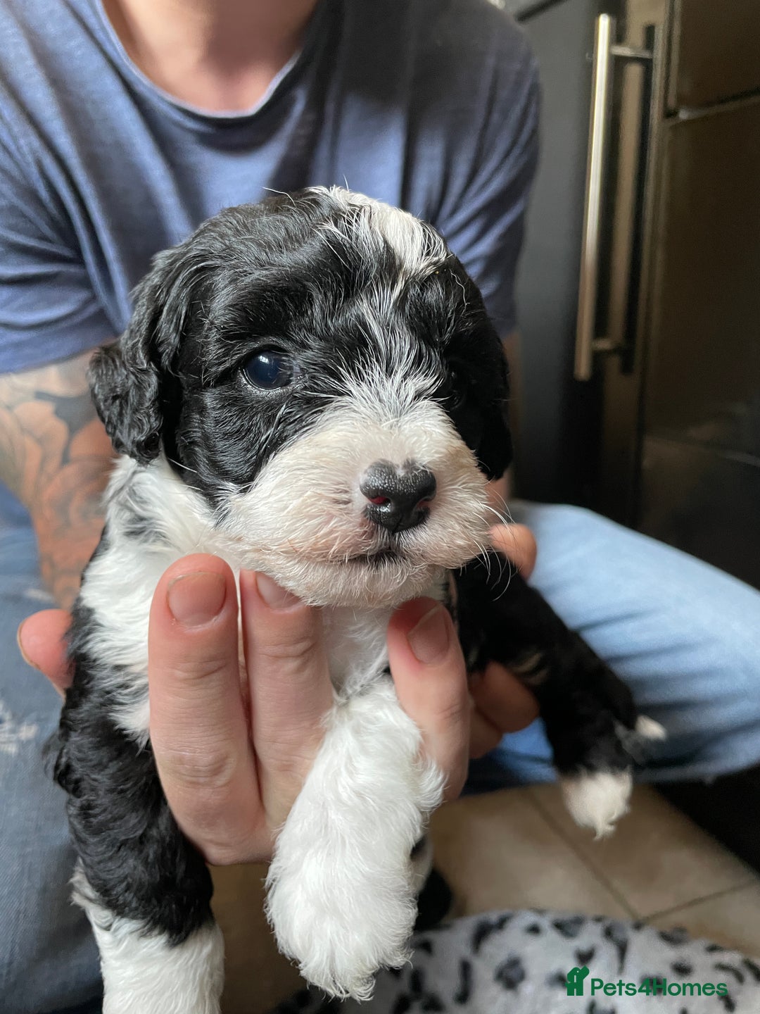 Toy Poodle dogs for stud: Beautiful, proven toy poodle for stud - Advert 8