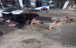 German Shepherd dogs for sale: German shepherd  - Image 19