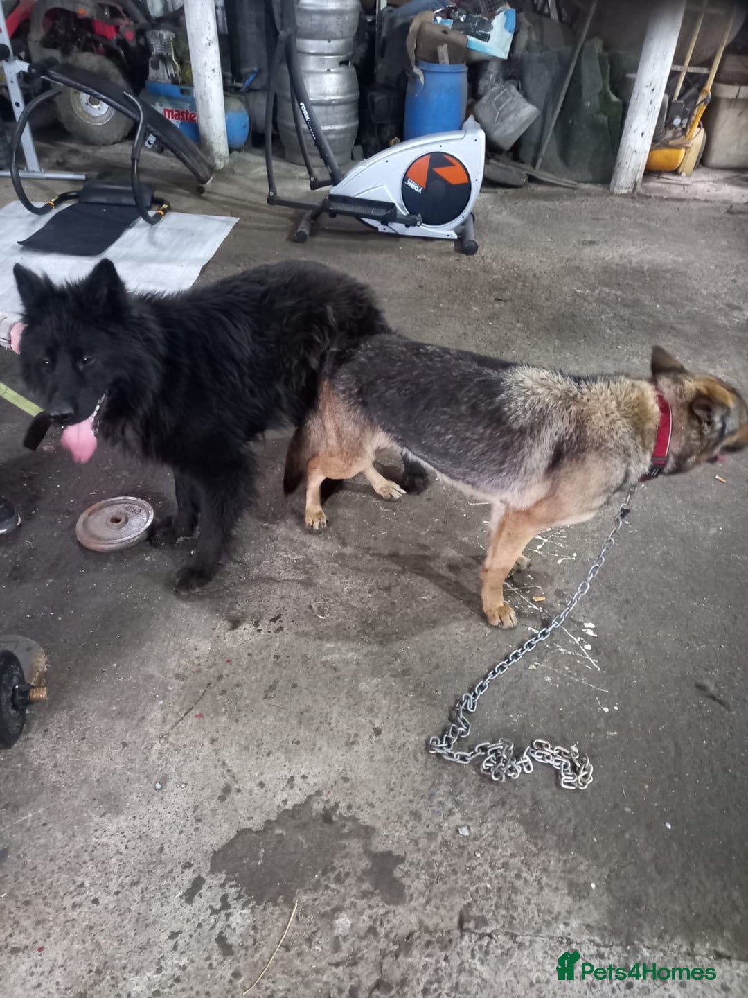 German Shepherd dogs for sale: German shepherd  - Image 19