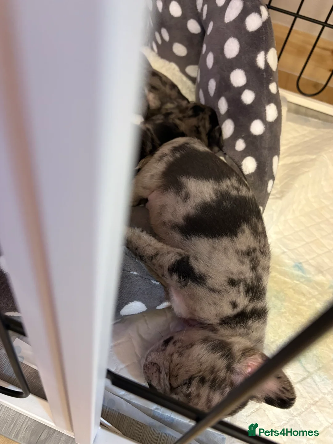 Frug dogs for sale: Puppy Merle pug  - Advert 4