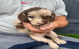 Cockapoo dogs for sale: ⭐️ 7 beautiful cockapoo puppies ⭐️  - Image 9