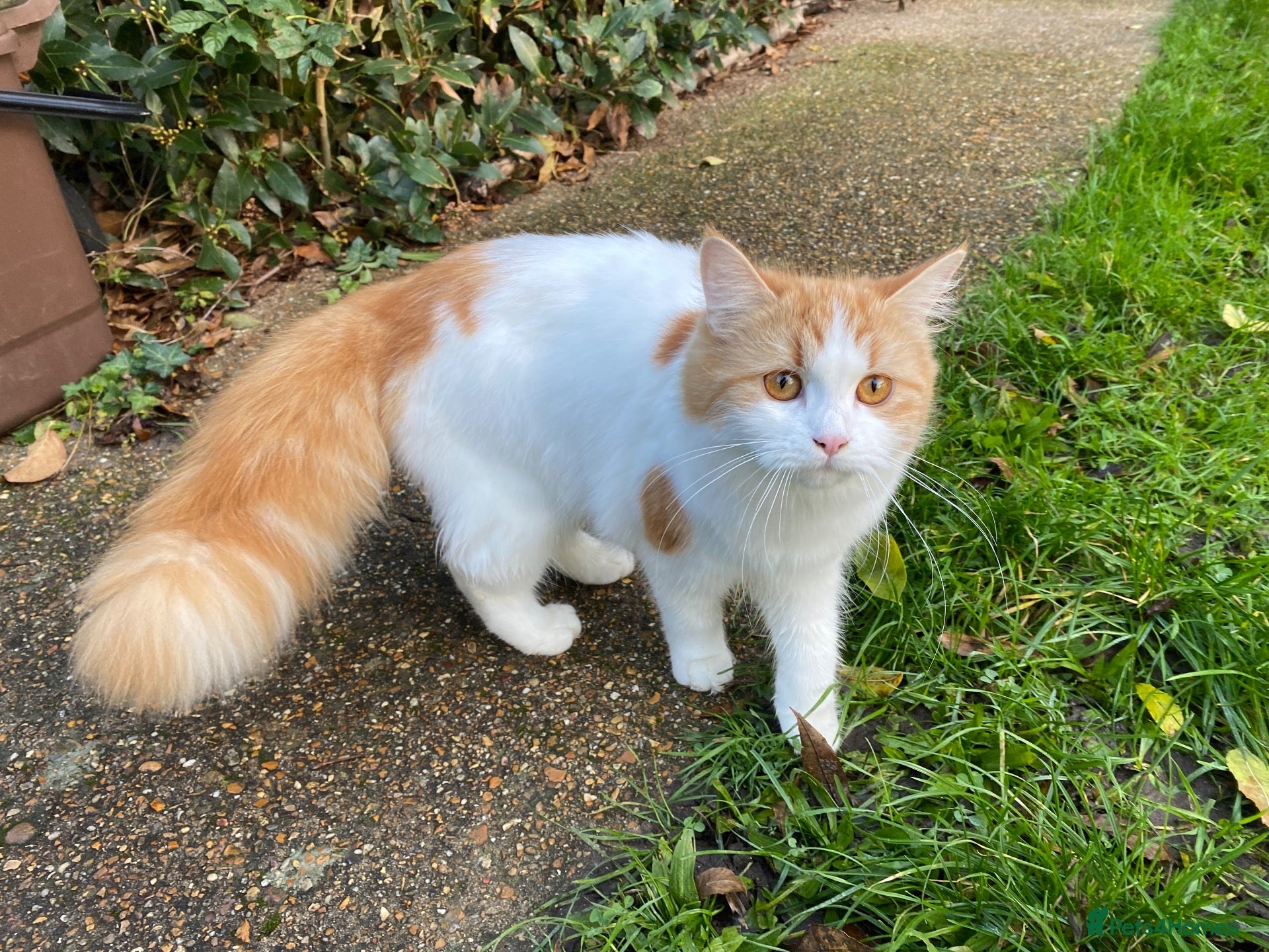 Mixed Breed cats Mrs S. Averlingiene  - Advert 1