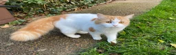 Mixed Breed cats for sale: Mrs S. Averlingiene  in Enfield - Advert 1