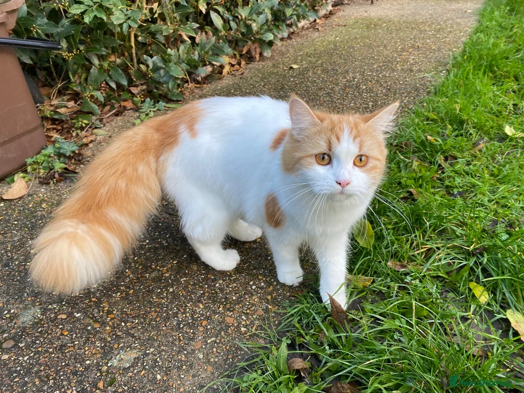 Mixed Breed cats for sale: Mrs S. Averlingiene  in Enfield - Advert 1