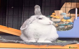 Mixed Breed rabbits for sale: Well-cared-for bunnies now available 🐇 - Image 2